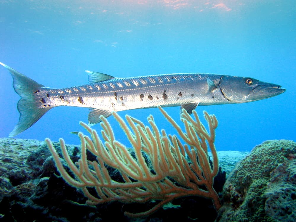 Barracuda - Sphyraena sphyraena / Sphyraena viridensis