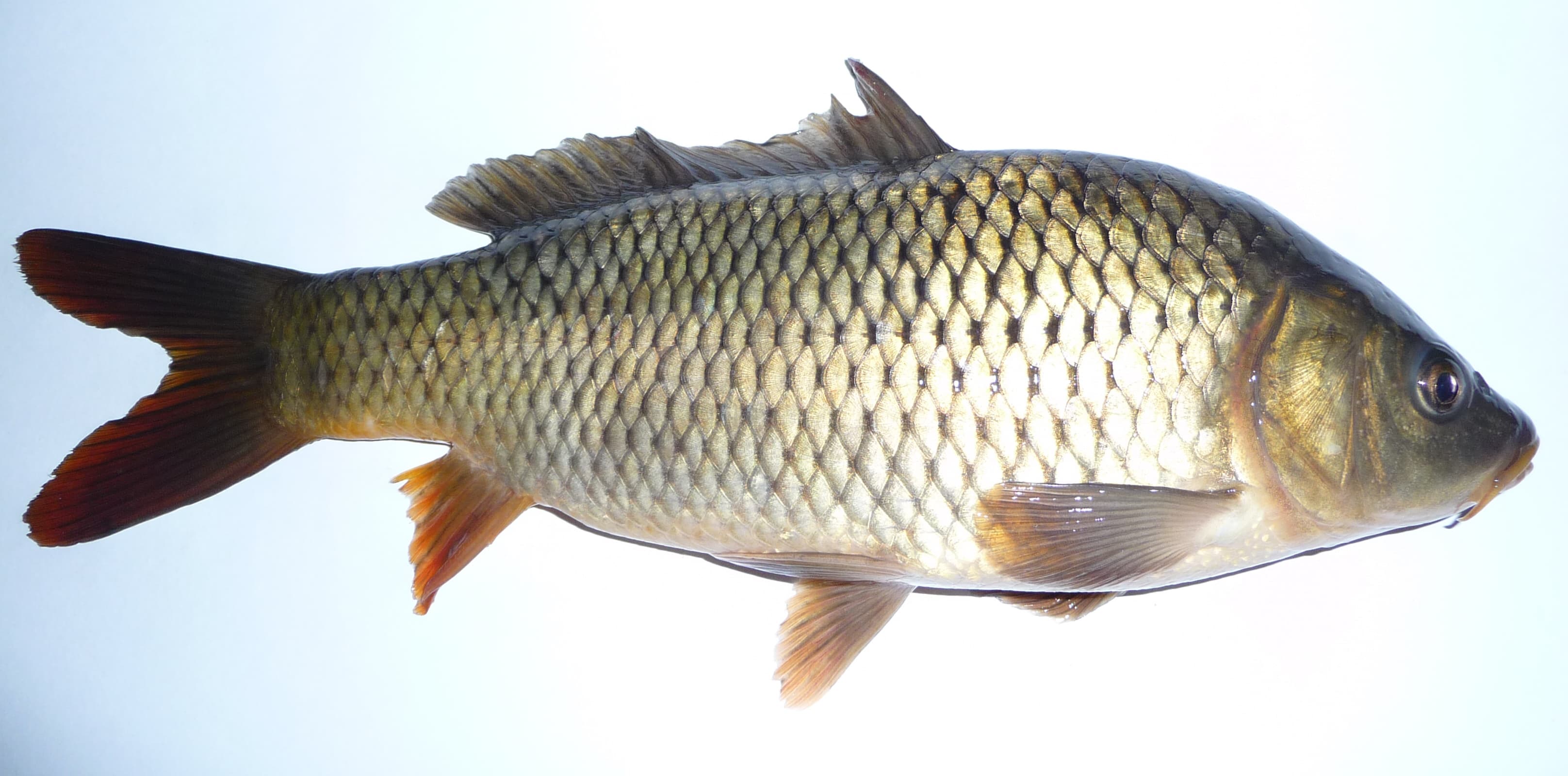 Carp - Cyprinus carpio