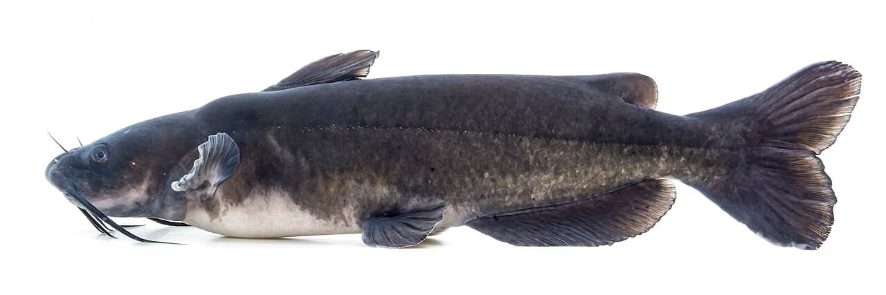 Channel Catfish - Ictalurus punctatus
