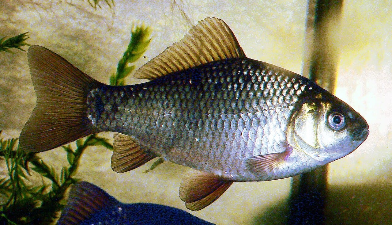 Crucian Carp - Carassius carassius