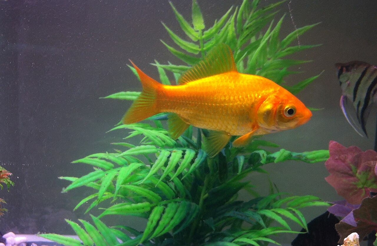 Goldfish - Carassius auratus