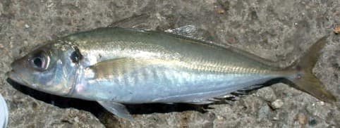 Horse Mackerel - Trachurus trachurus