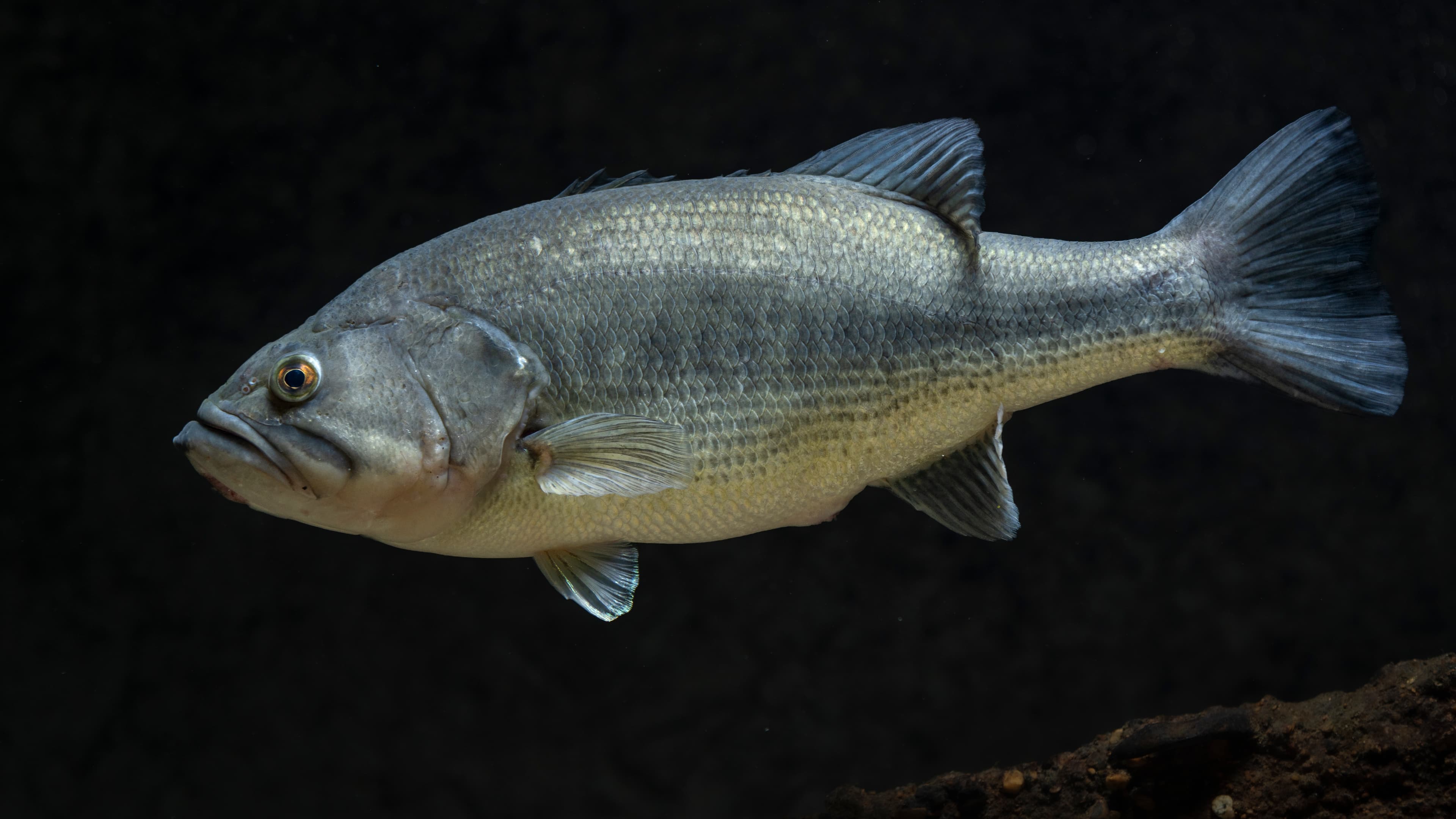 Largemouth Bass - Micropterus salmoides