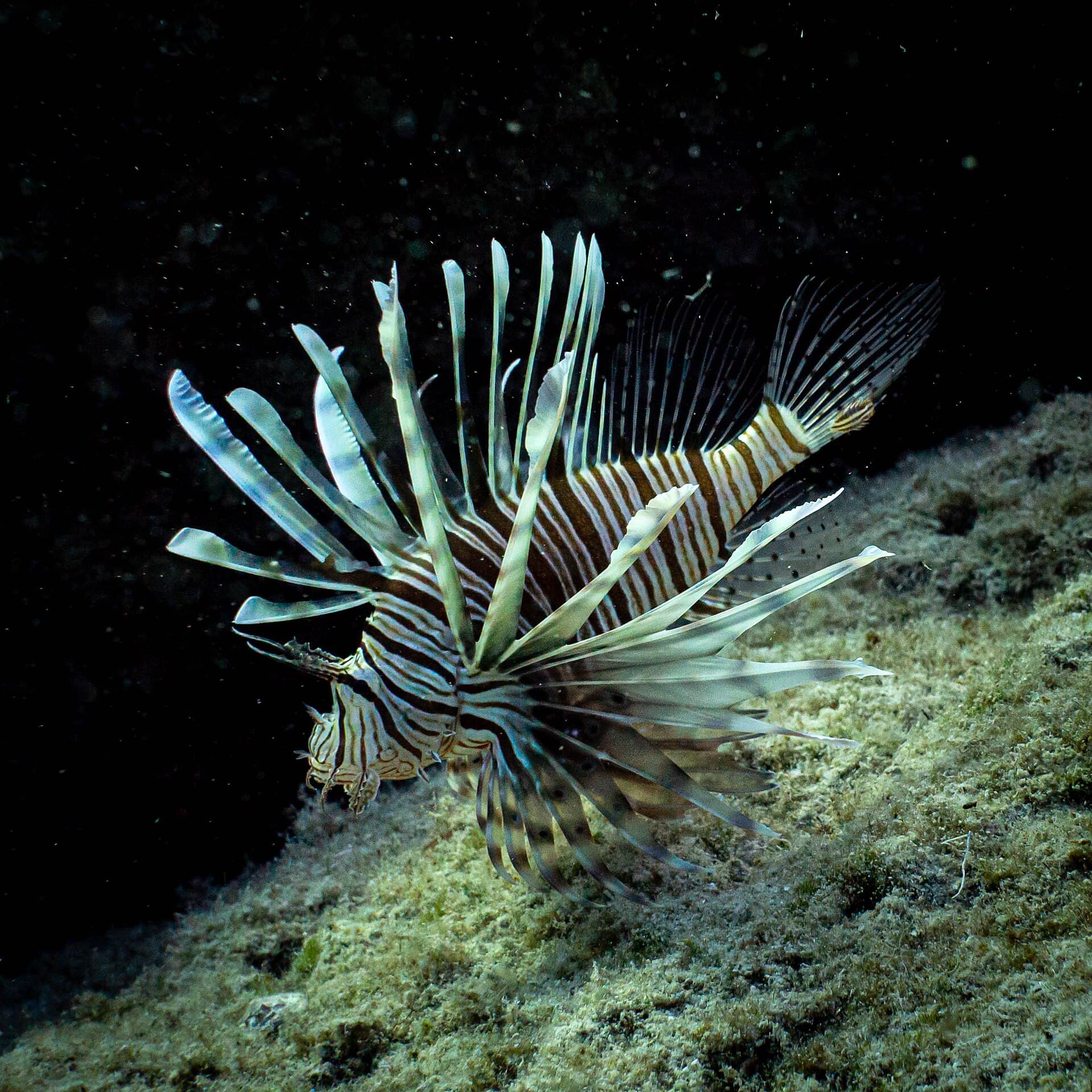 Lionfish - Pterois miles