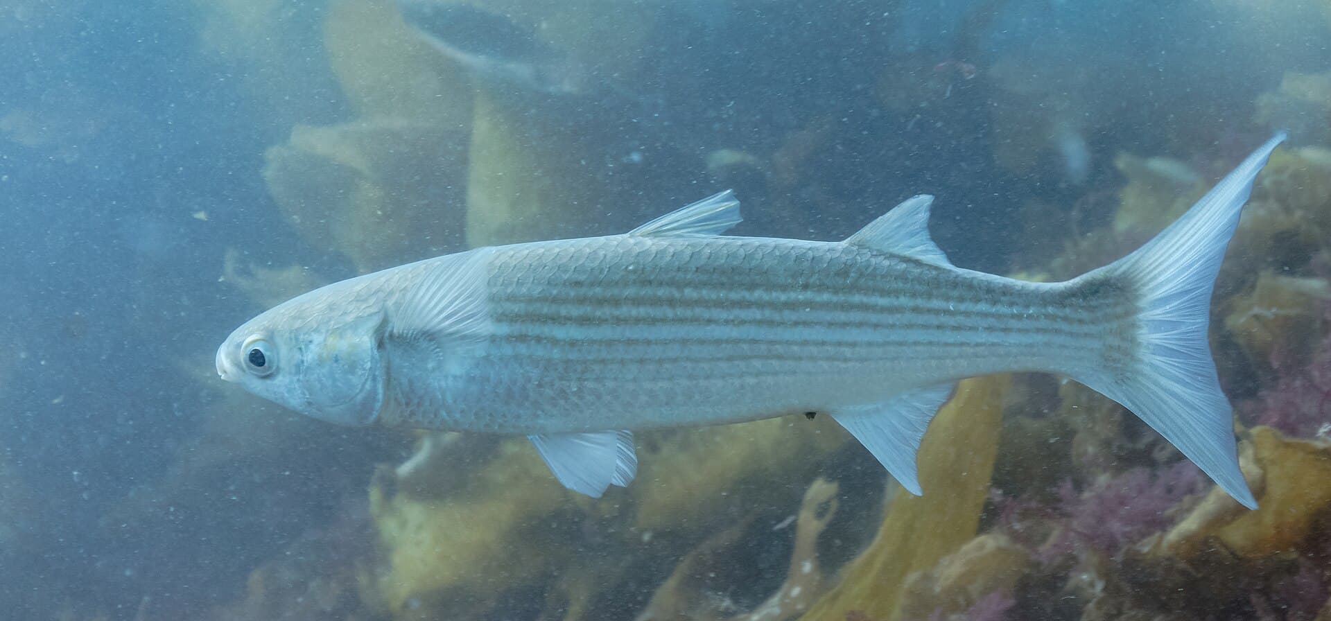 Mullet - Mugil cephalus