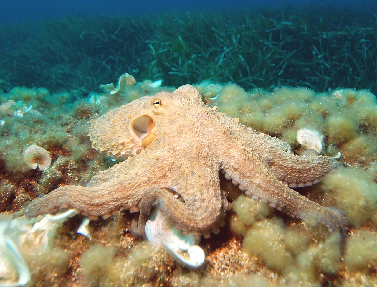 Octopus - Octopus vulgaris