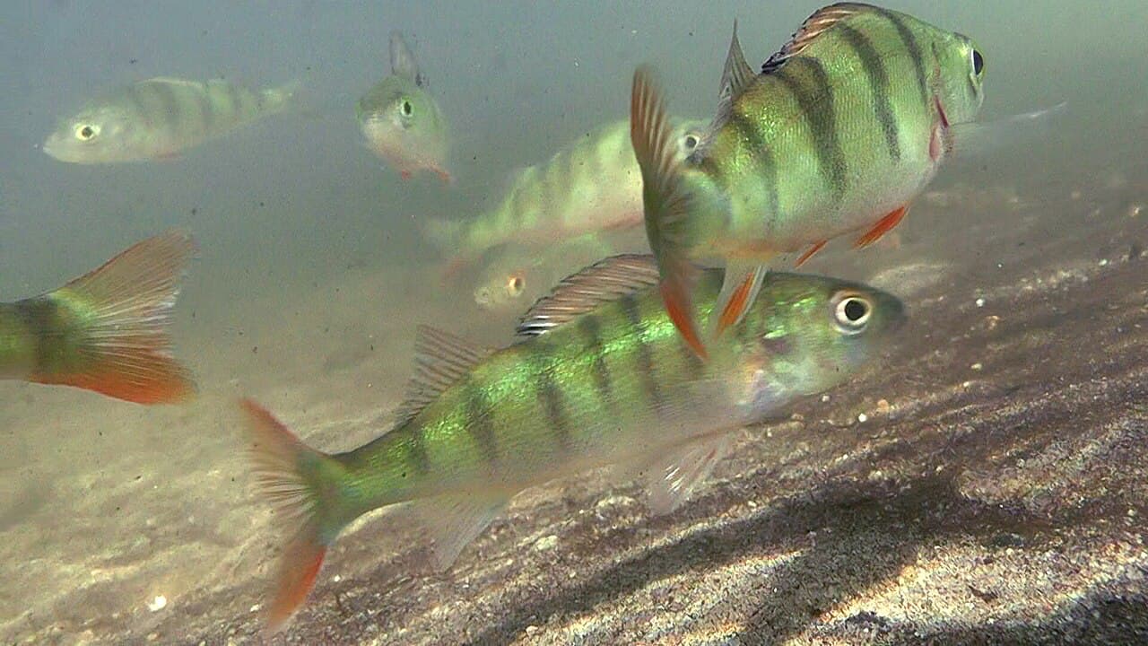 Perch - Perca fluviatilis