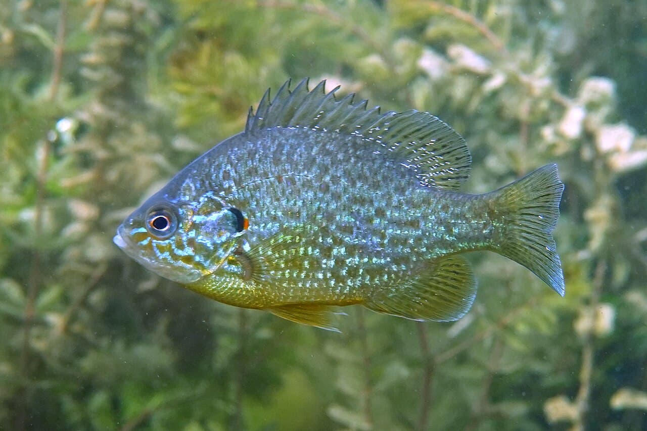Pumpkinseed - Lepomis gibbosus
