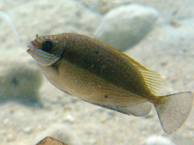 Rabbitfish - Siganus luridus