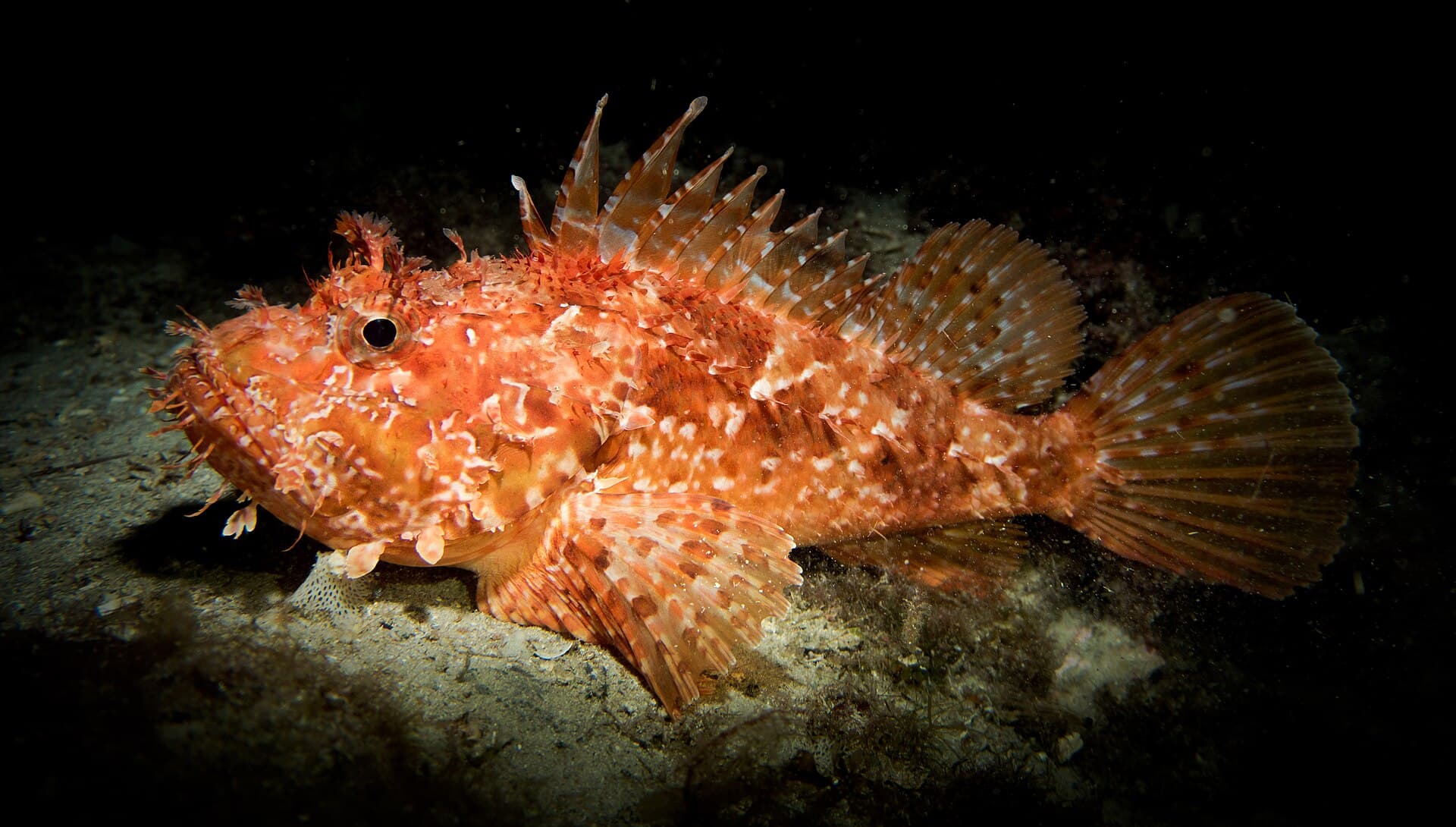 Scorpionfish - Scorpaena scrofa