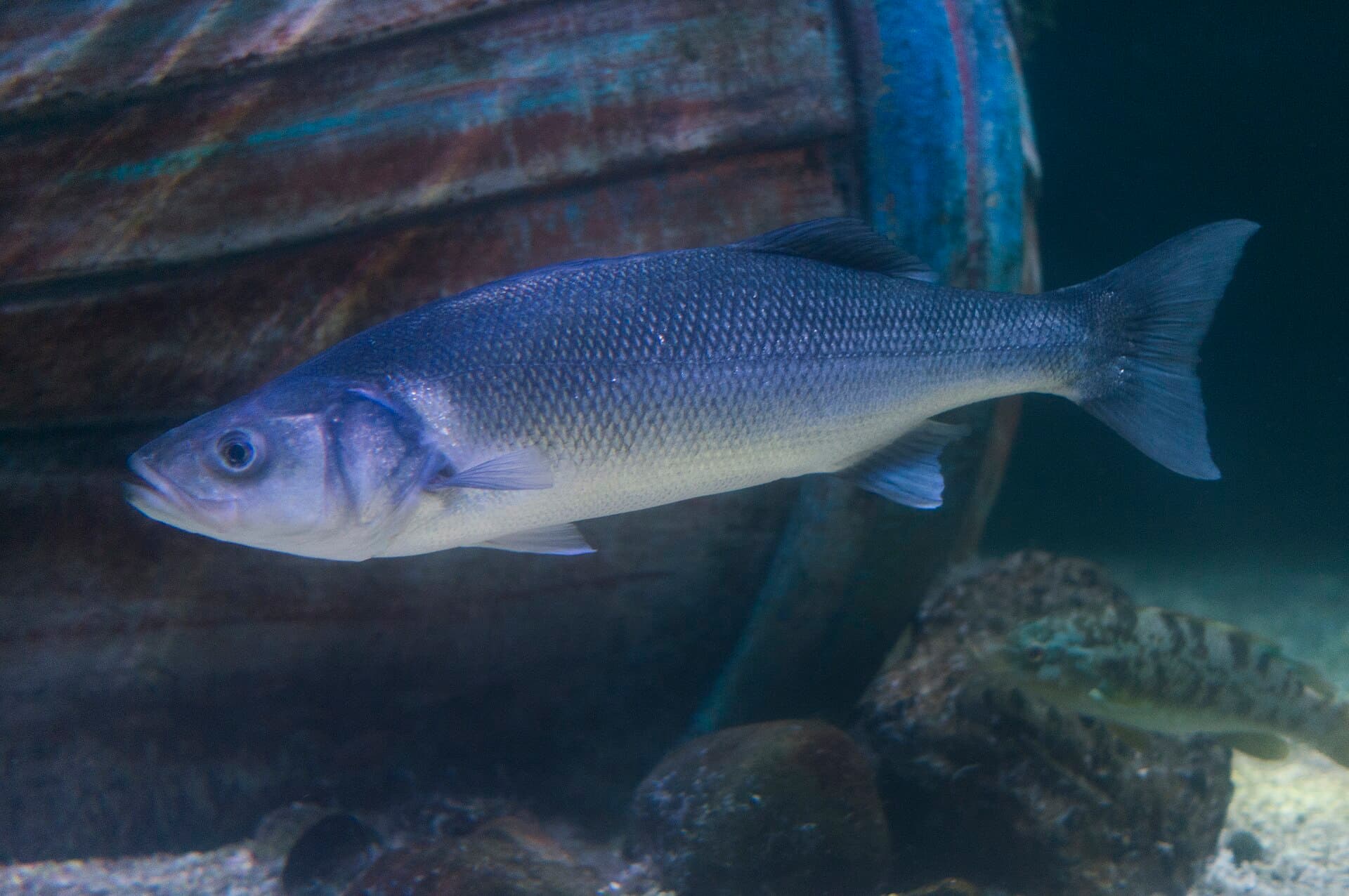 Sea Bass - Dicentrarchus labrax