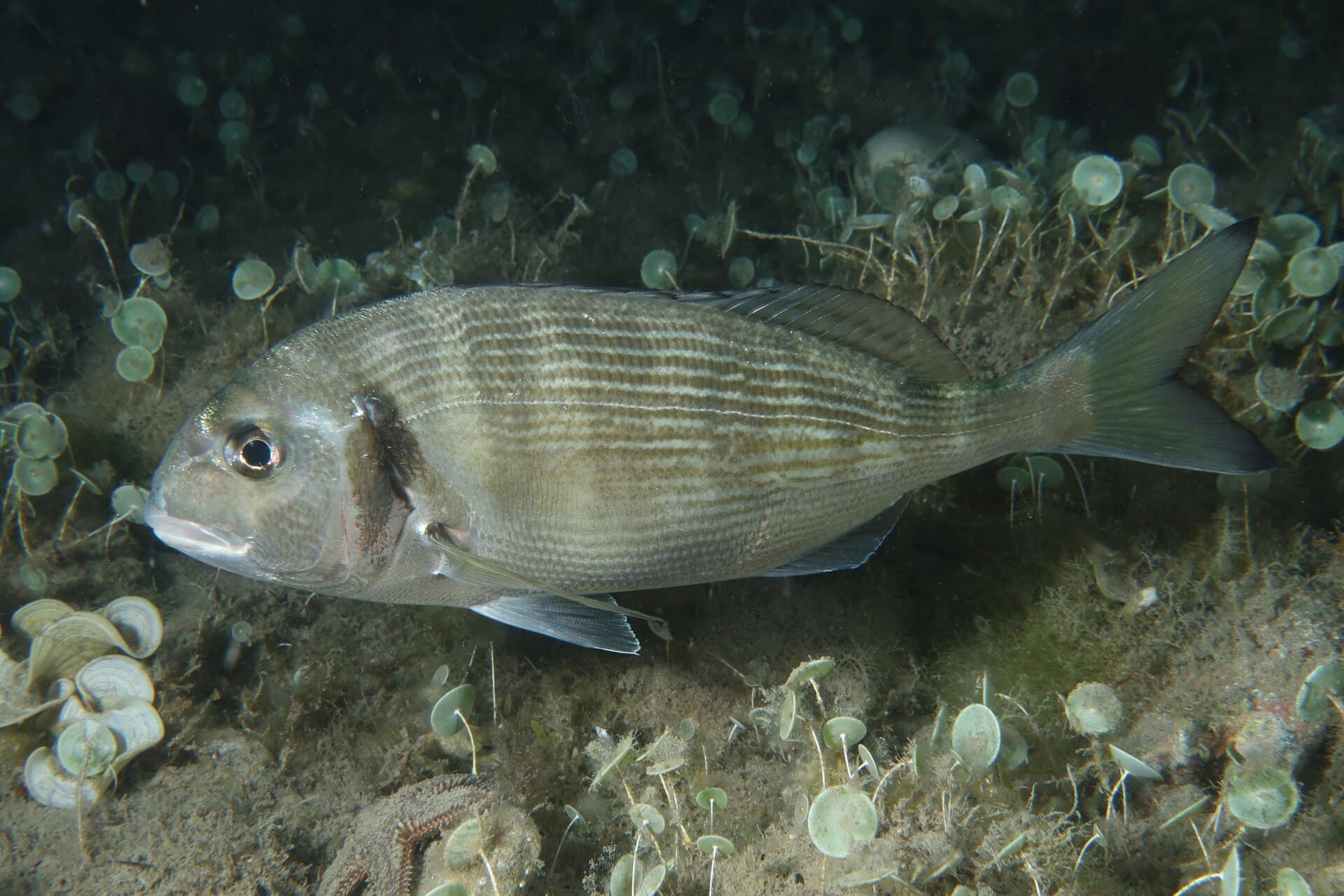 Sea Bream - Sparus aurata