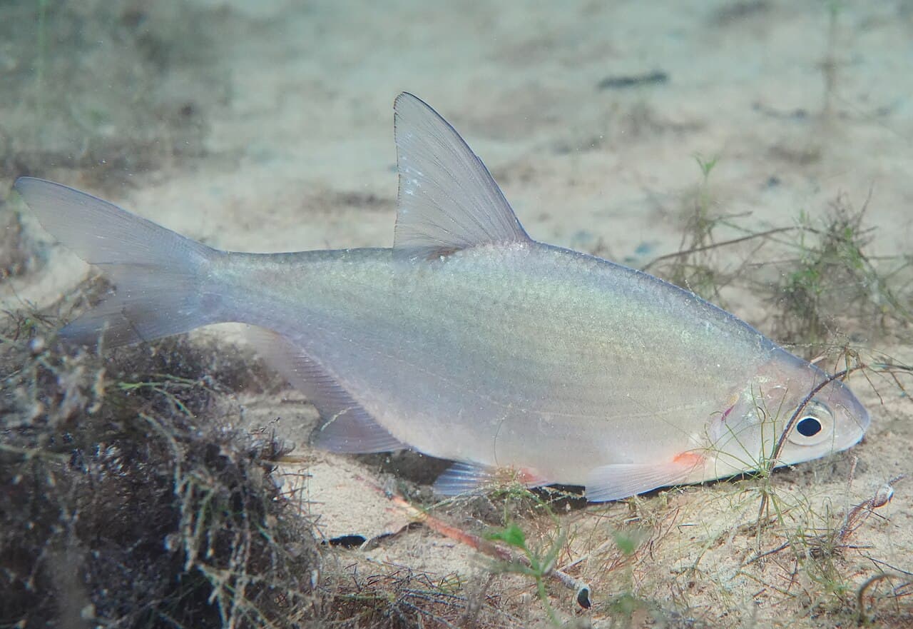 Silver Bream - Blicca bjoerkna