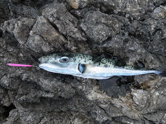 Silver-cheeked Toadfish - Lagocephalus sceleratus