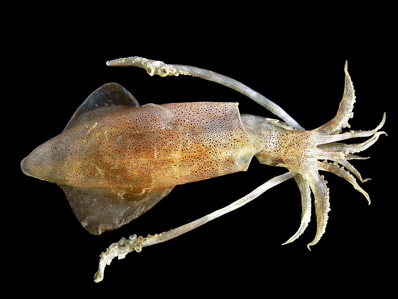 Squid - Loligo vulgaris