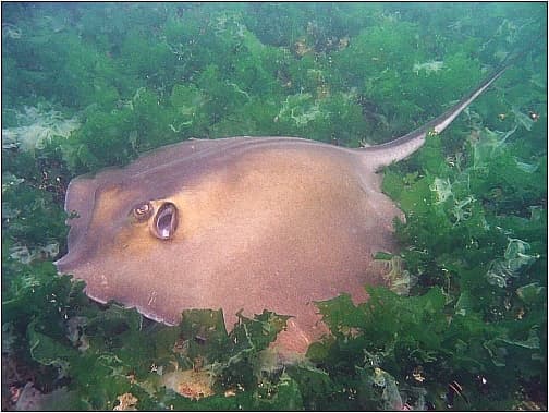 Stingray - Dasyatis pastinaca