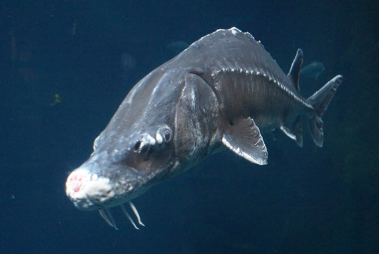 Sturgeon - Acipenser spp.
