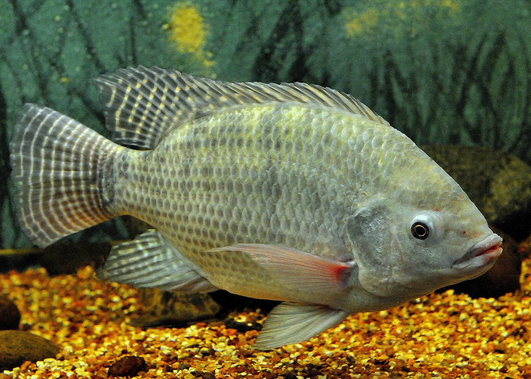 Tilapia - Oreochromis niloticus