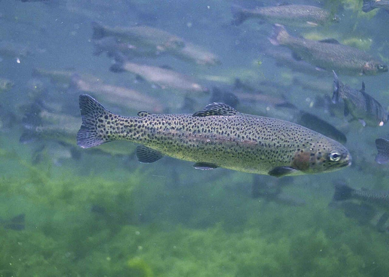 Trout - Oncorhynchus mykiss / Salmo trutta