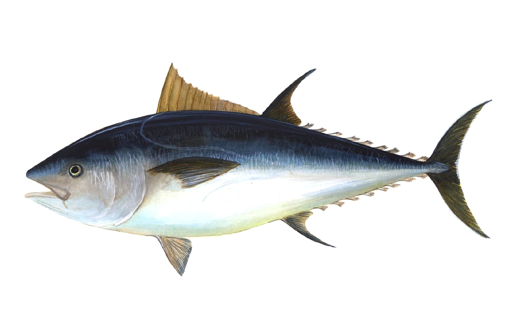 Tuna - Thunnus thynnus / Thunnus alalunga