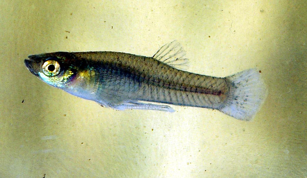 Mosquitofish - Gambusia affinis