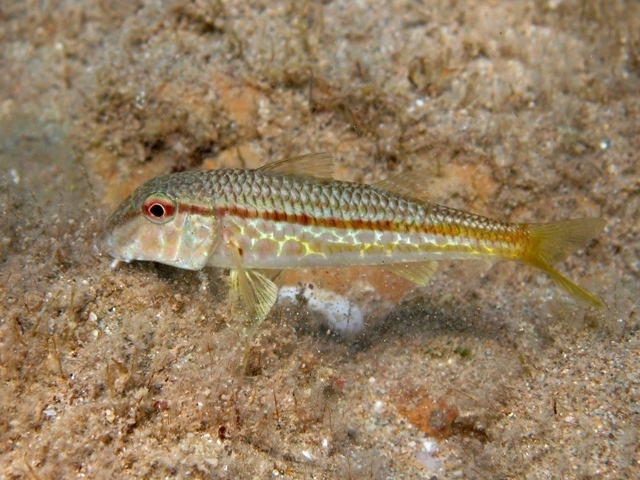 Red Mullet - Mullus barbatus