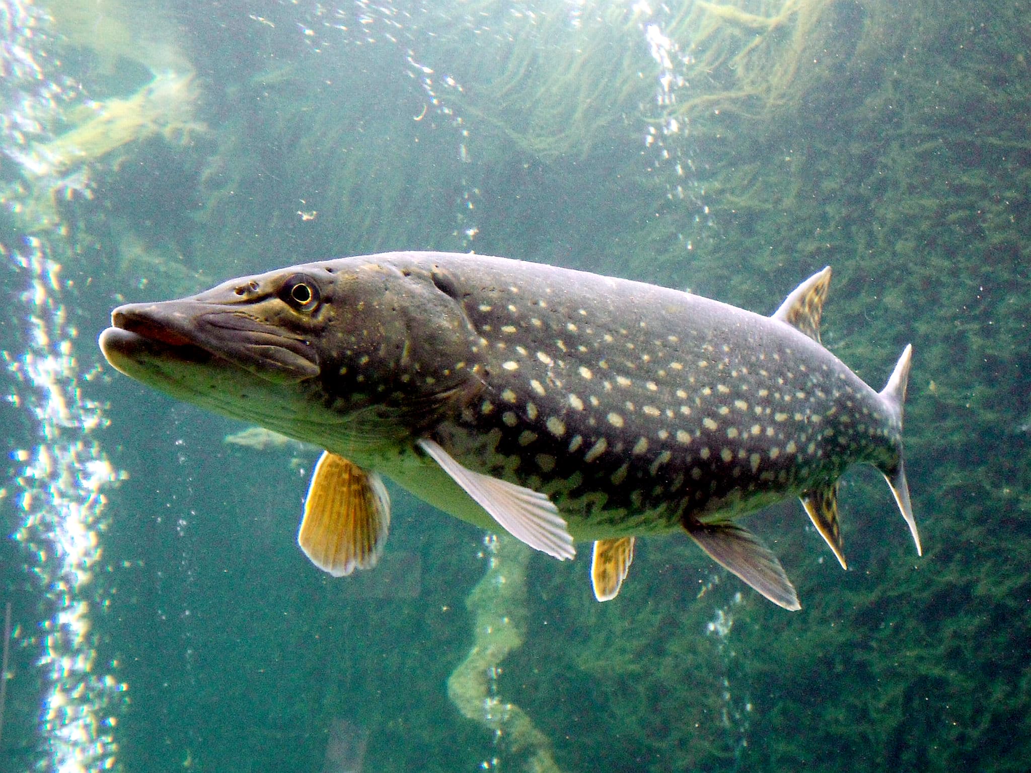 Pike - Esox lucius