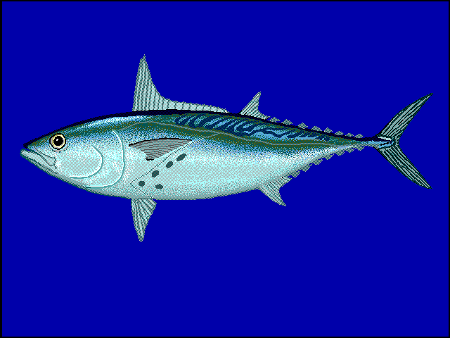 Little Tunny - Euthynnus alletteratus