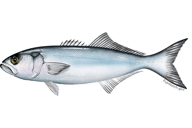 Bluefish - Pomatomus saltatrix