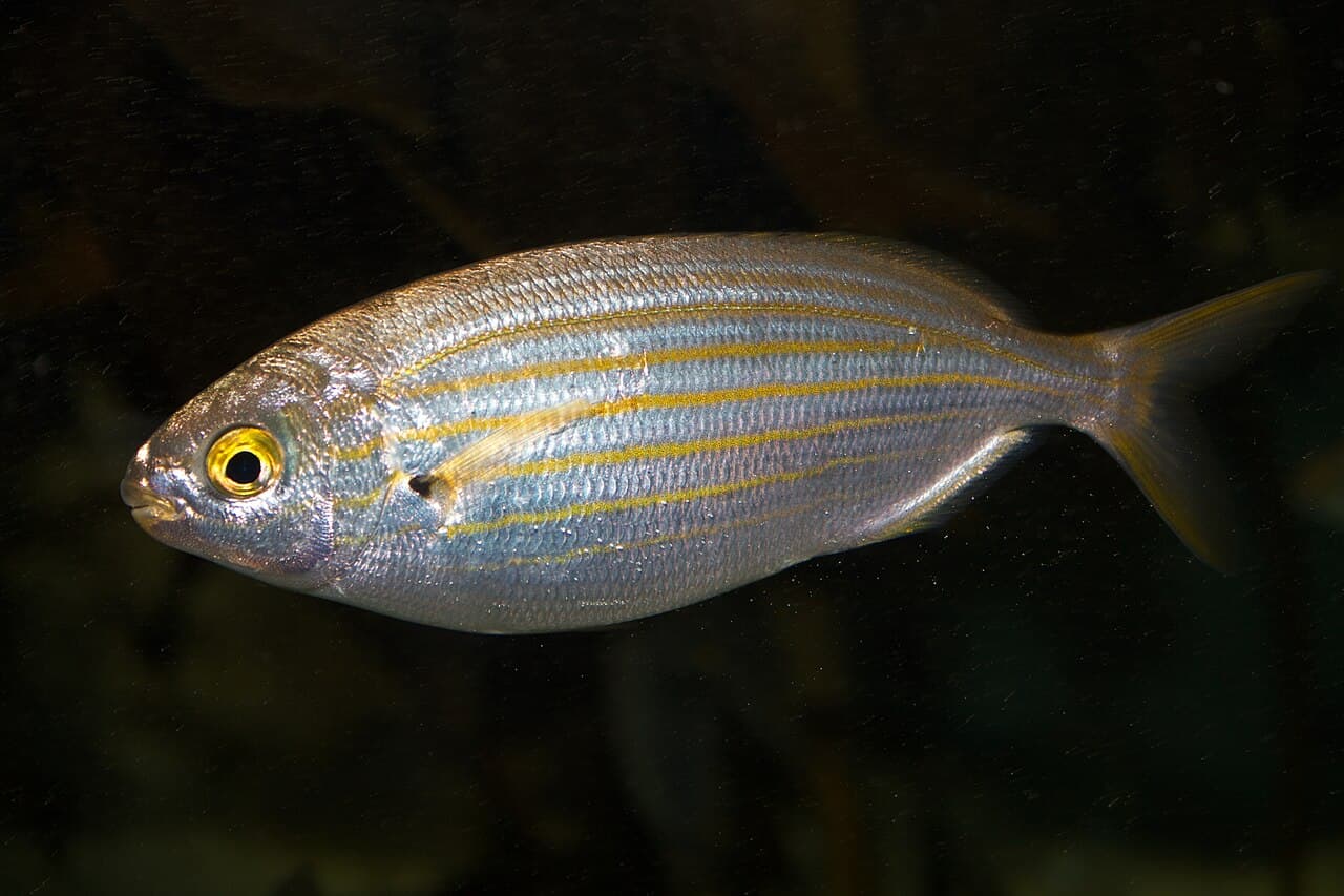 Salema Porgy - Sarpa salpa